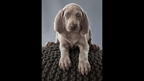 Puppy eating together
