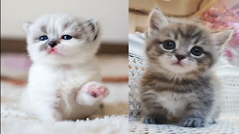 Baby Cats - Funny Cat Videos 2021 😻 - So Cute Reactions Video Compilation #1 | Cute Animals
