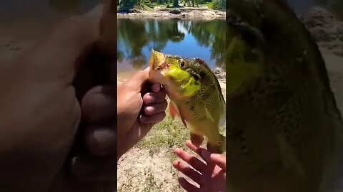 Peacock bass destroyed my swim bait