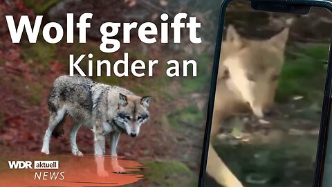 Wolfsangriff auf Kinder: Alarm in Provinz Utrecht | WDR aktuell | NACH24