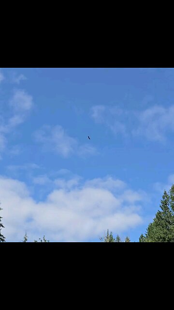 my Ducks won't survive in the Wild!