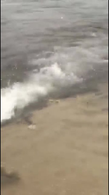 3,500 trout released at Fox Brook Park