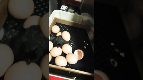 Chick has hatched in the incubator One of Forests eggs