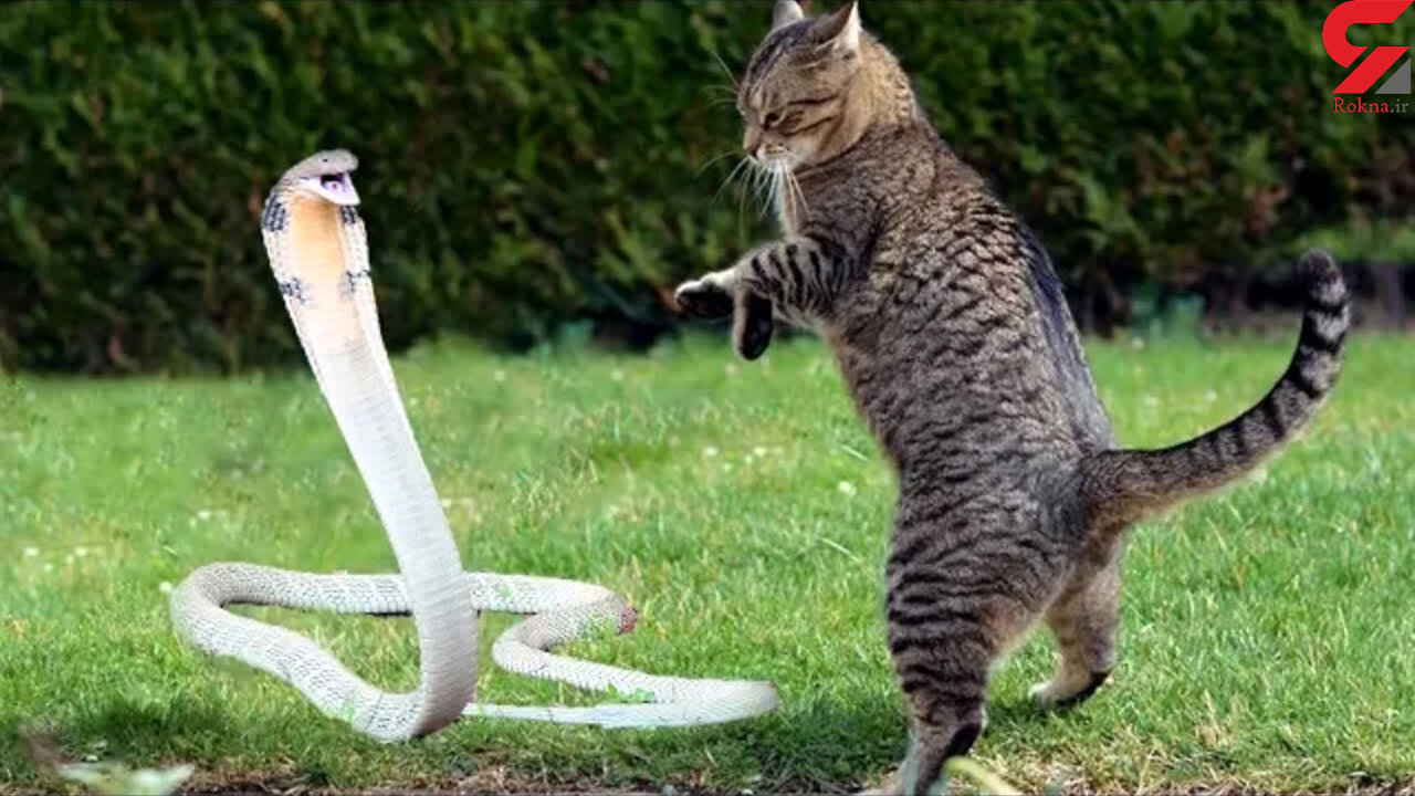 Short and funny cat video, cat escapes from snake's hand