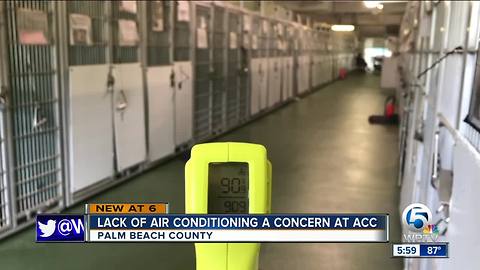 Hot temperatures, hot animals at PBC Animal Care and Control