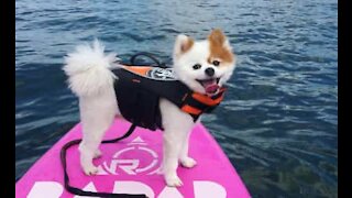 Lulu da Pomerânia adora praticar wakesurf!