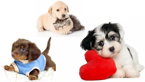 Baby Dogs Cute and funny video compilation 🐈🤩🐕 #tesladream