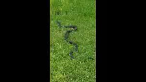 Rat Snake in the grass