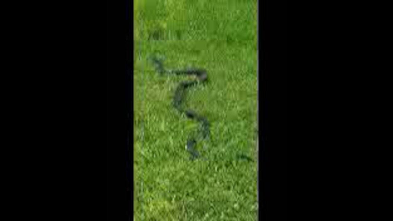 Rat Snake in the grass