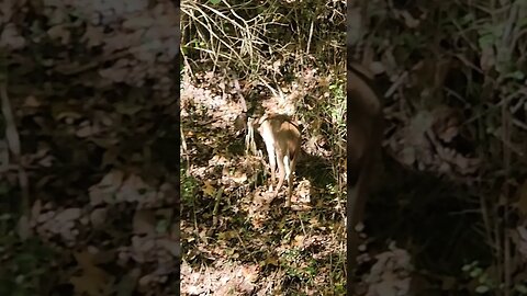 Deer in the park 2