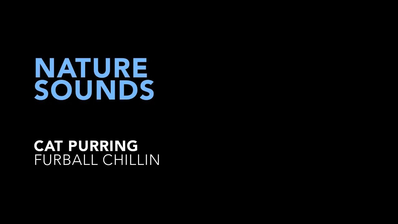 Nature Sounds - Cat Purring #asmr #relaxingsounds #cat #catpurring #purr #purring #purringcat