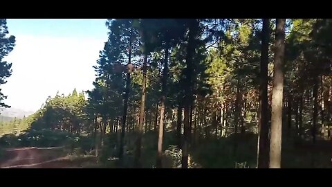 LOUIS TRICHART WOODS