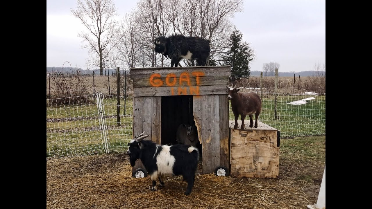 Adding to our little herd: Bringing home new Nigerian Dwarf goats