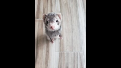 Rat Shack
