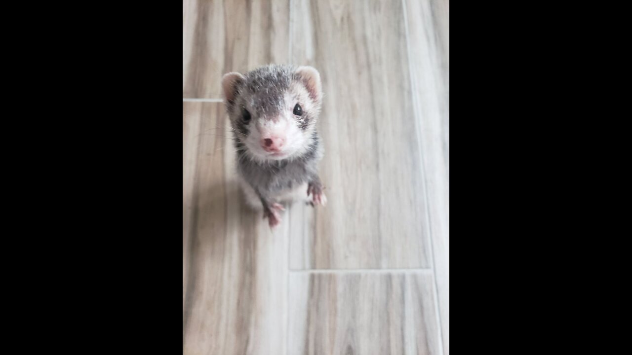 Rat Shack