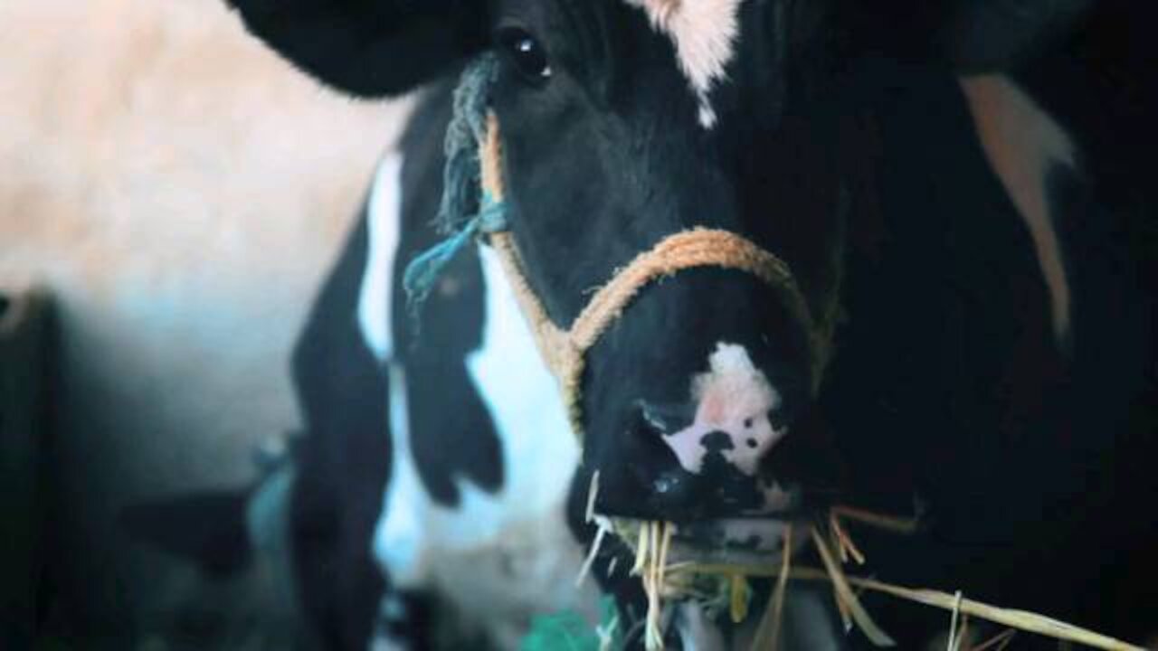 Cow funny video loved 8 secend video