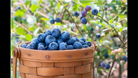 Blueberries revealed as “MIRACLE medicine” for heart, brain and digestive health
