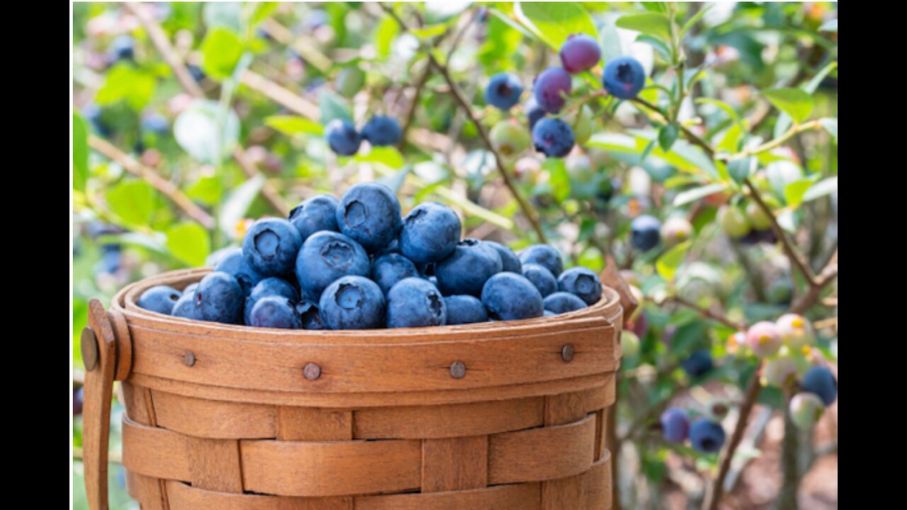 Blueberries revealed as “MIRACLE medicine” for heart, brain and digestive health
