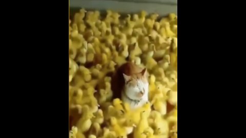 Smart cats REALLY CRAZY AND FUNNY moments