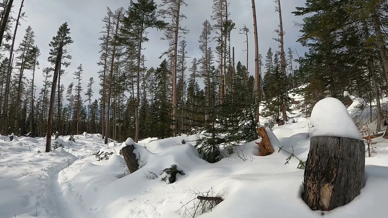 The Swift Creek Trail in Whitefish, Montana