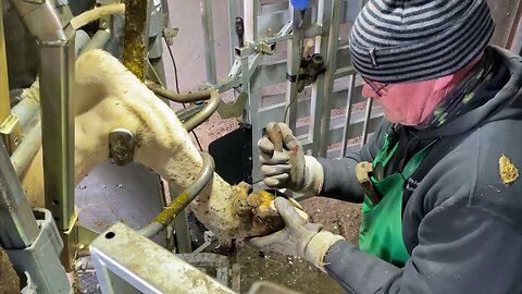 Cow hoof cleaning