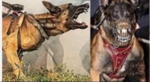 ⚠️Dogs that can kill you quickly ! Cutest Overloaded |