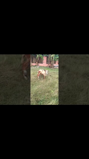 Taming the live stock