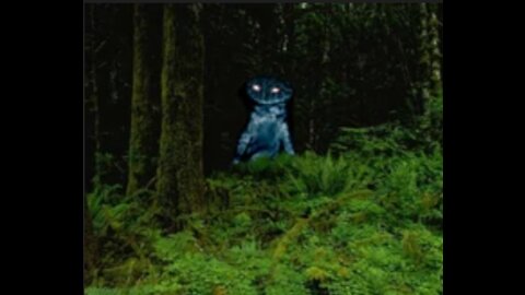 Encounters With Cryptids in The Night
