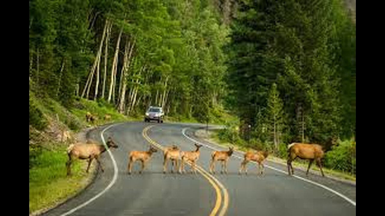 DEER CROSSING ROAD IN INDIA