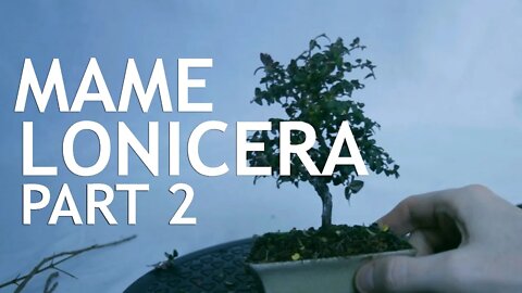 Mame Lonicera, 2