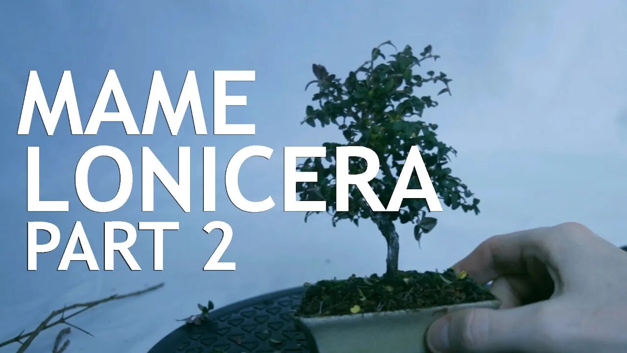 Mame Lonicera, 2