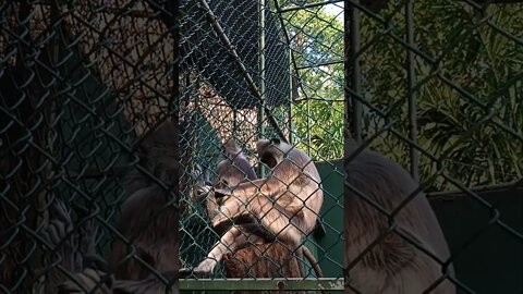 Two Monkey Grooming one another. 😁