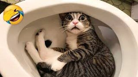 Funniest Cats 😹 - Don't try to hold back Laughter 😂 - Funny Cats Life