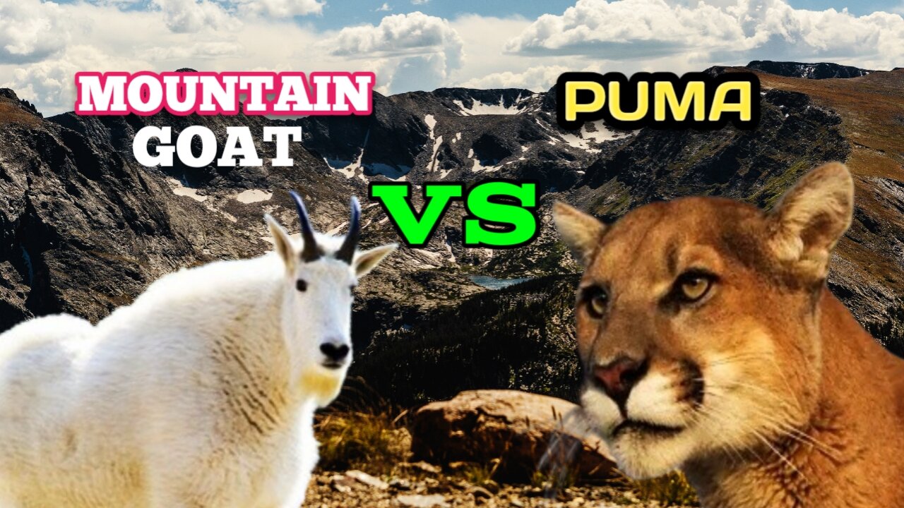 Mountain Goat vs Puma _ Wild Animal Fight |