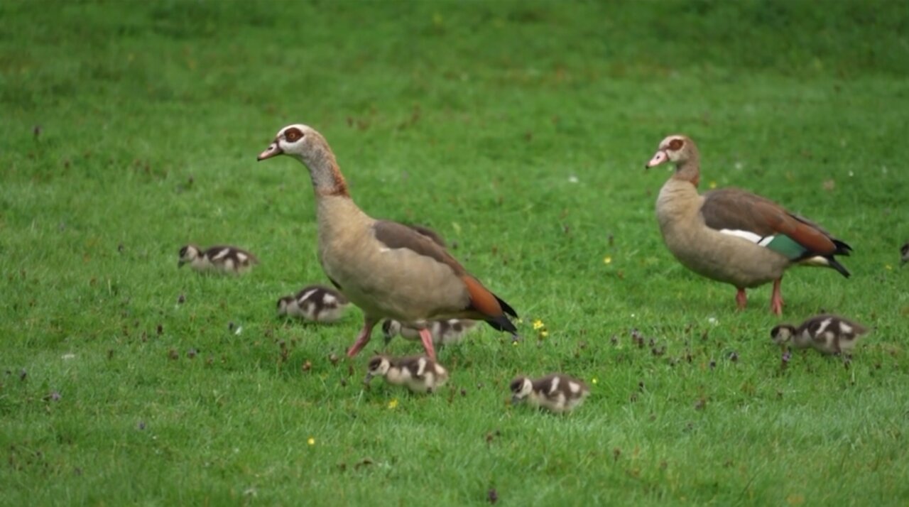 ducks