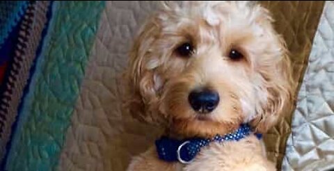 Dog likes to sit on sofa like human
