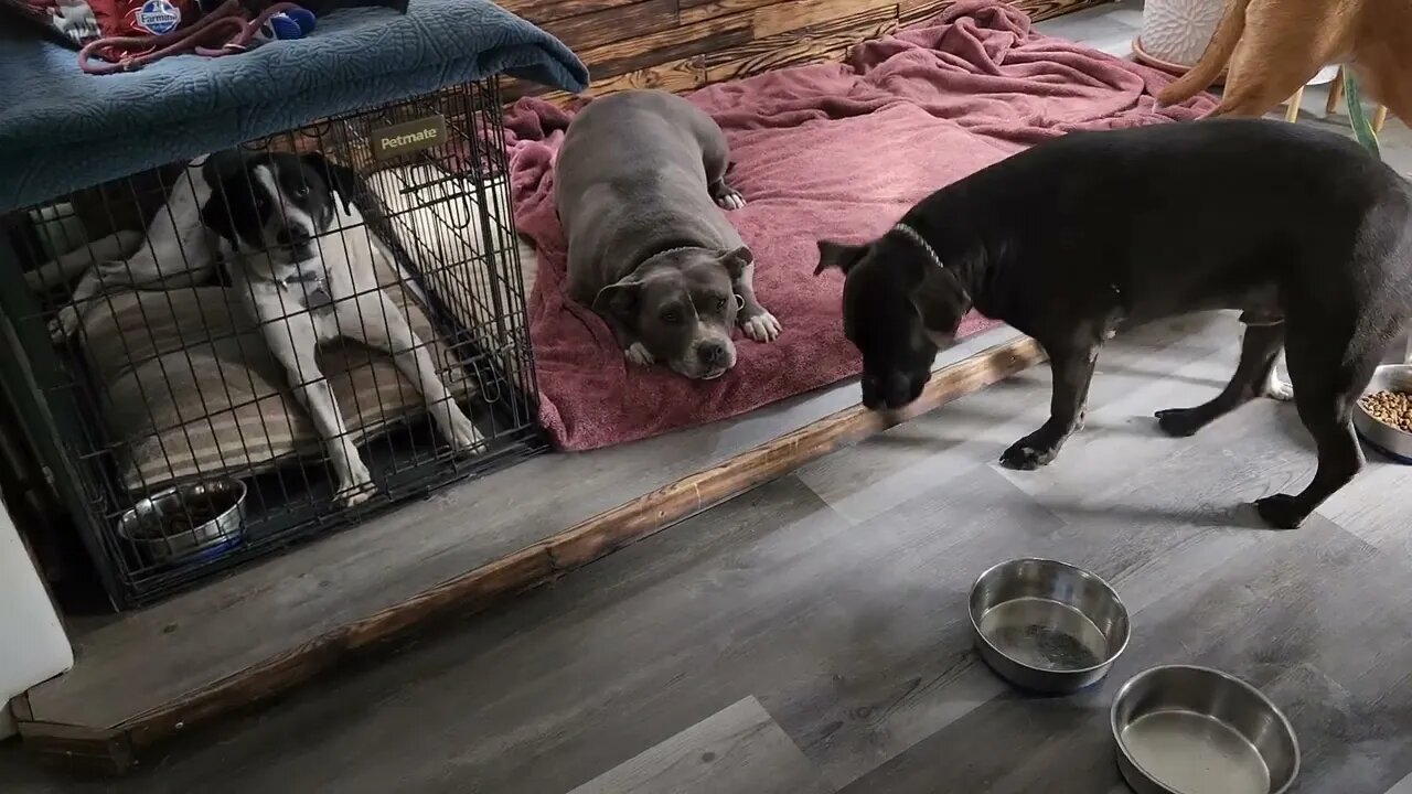 Larry: Assessment 28 (Dog, Human, & Animal Aggression)