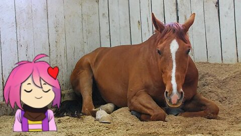 Horse Sleep