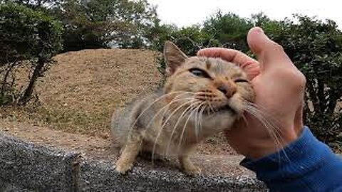Stray cat running down the hill to get snuggled is way too cute
