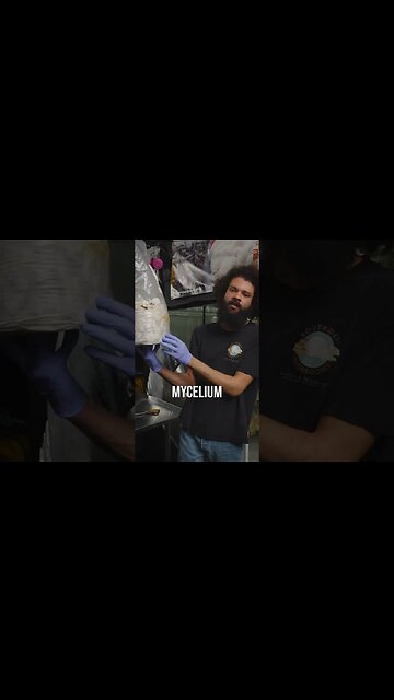 🍄 Pioppino mycelium #shorts