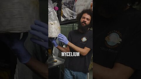 🍄 Pioppino mycelium #shorts