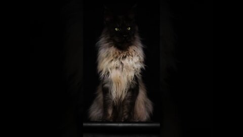Este gato tem um humano de estimação🤭