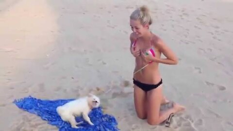 Funny animal attacking on men | funny animal videos