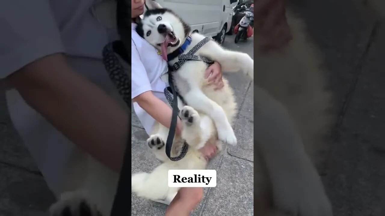 Animals Expectation vs reality🐶🐩#shorts #animals