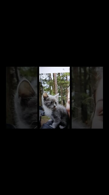 Cute Kitten Sticking Out Tongue #shorts