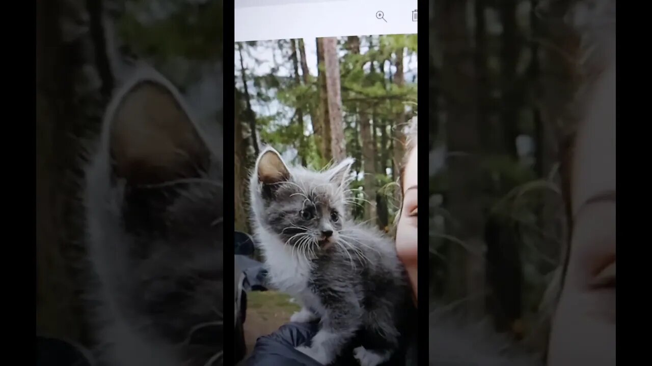 Cute Kitten Sticking Out Tongue #shorts
