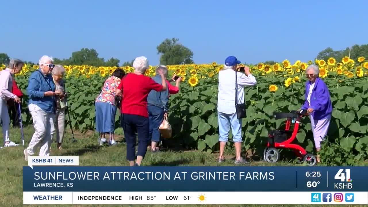 'How often do you just get to frolic in a field of sunflowers?'; Lawrence sunflower field gets international attention