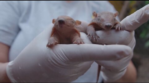 What does a newborn baby animal look like? Some are cute, some are weird!