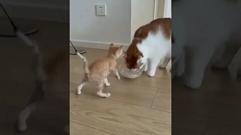 Little Kitten 🆚 Big Cat #catlover #cuteanimals #petvideos