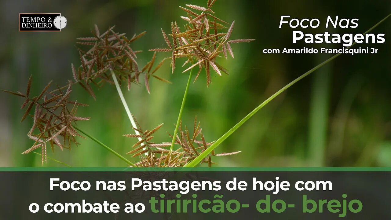 Foco nas Pastagens de hoje com o combate ao tiriricão- do- brejo